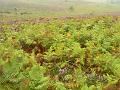 Heathland in the rain, New Forest P1120582